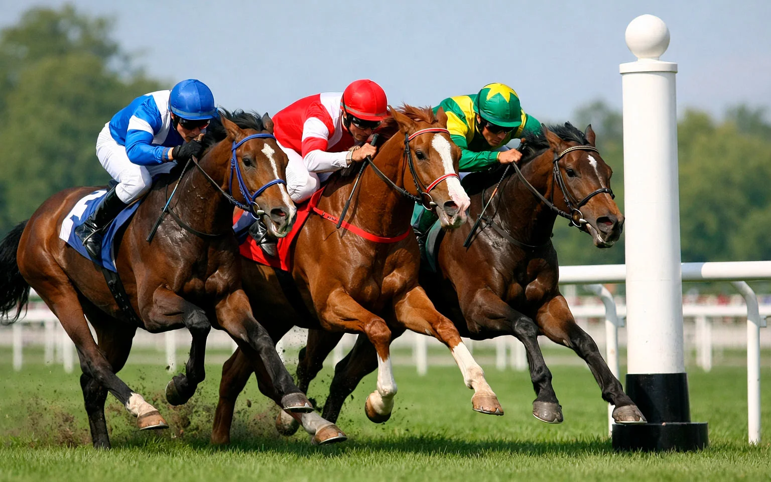 Drei Pferde im Zieleinlauf auf der Rennbahn nebeneinander